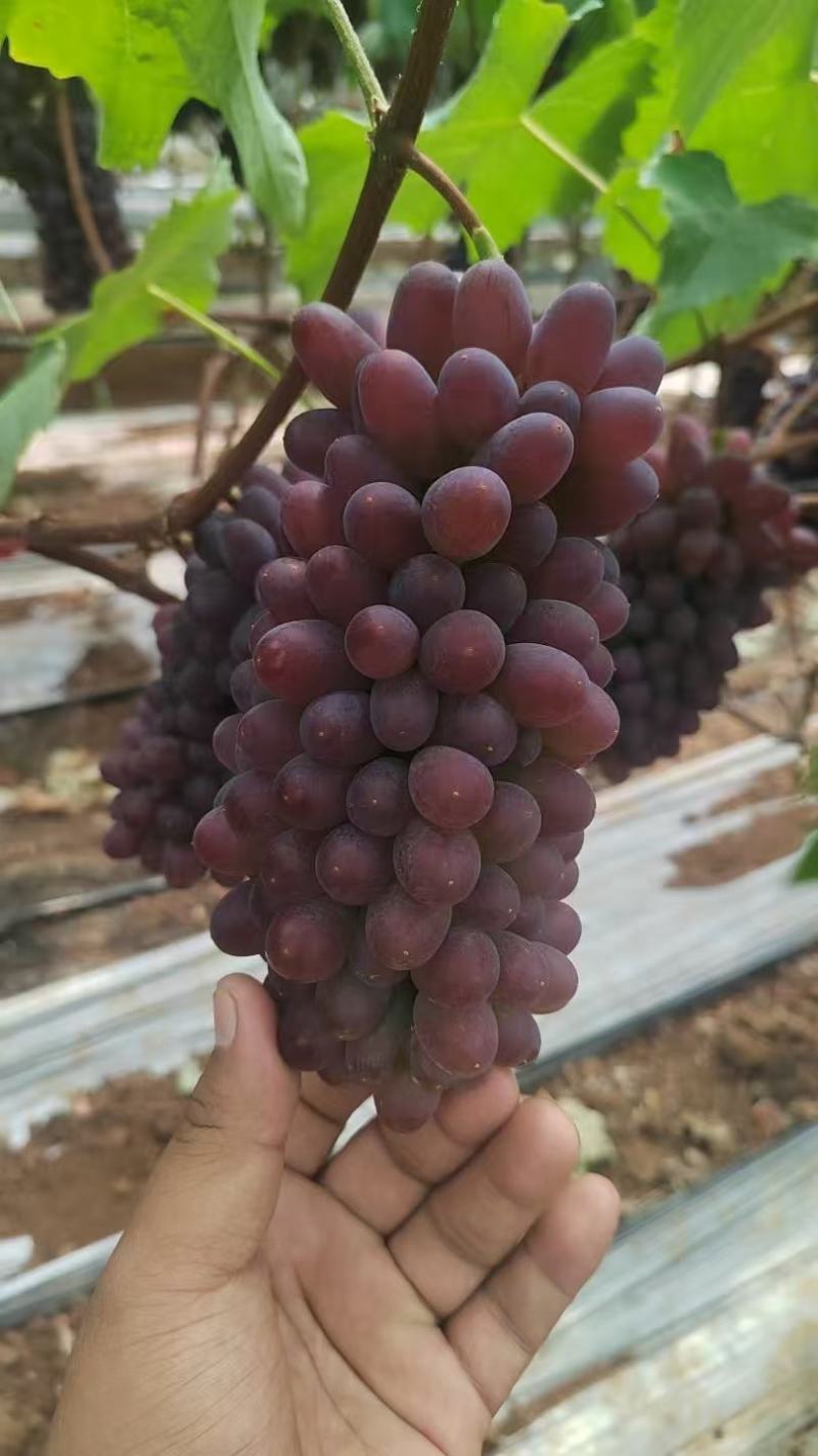 云南优质茉莉香葡萄大量上市诚信经营欢迎来电采购可视频看货