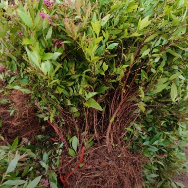 苗圃大量出售高30-60厘米彩叶绣线菊，麻叶绣线菊