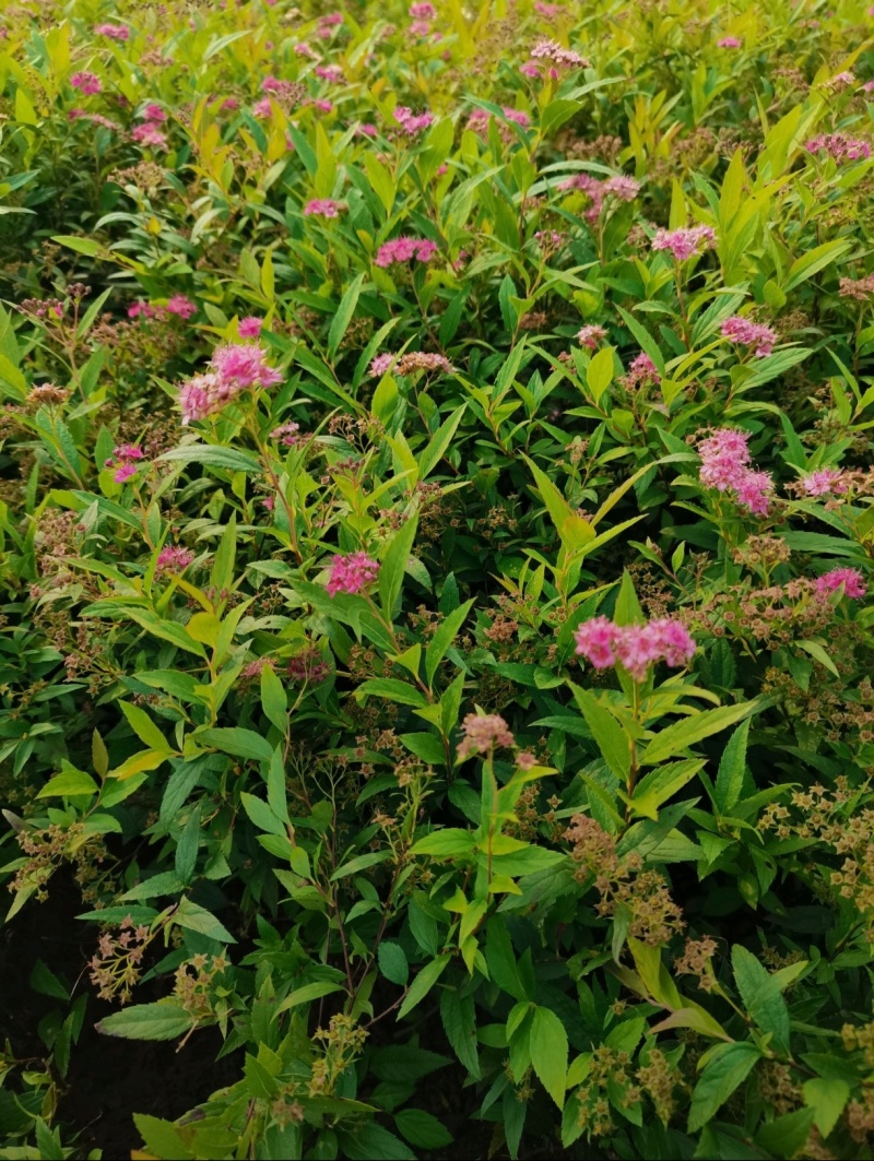 苗圃大量出售高30-60厘米彩叶绣线菊，麻叶绣线菊