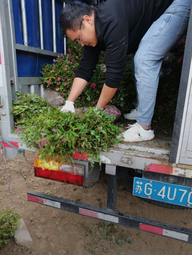 苗圃大量出售高30-60厘米彩叶绣线菊，麻叶绣线菊