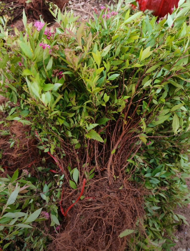 苗圃大量出售高30-60厘米彩叶绣线菊，麻叶绣线菊