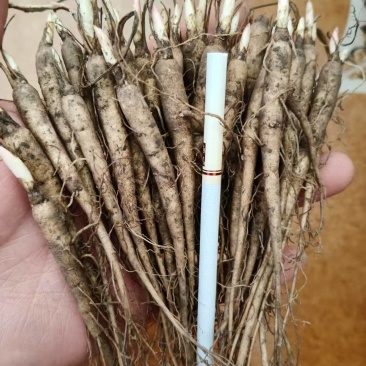 赤芍苗，白花单片，杂花，芽头，赤芍苗