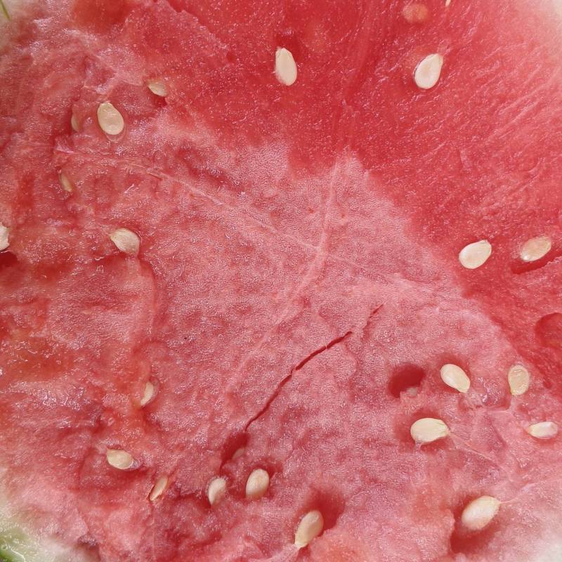 河南夏邑万亩西瓜产区711西瓜脆甜可口，保质保量