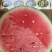 河南夏邑万亩西瓜产区711西瓜脆甜可口，保质保量
