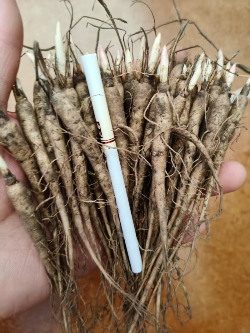 赤芍苗，白花单片，杂花，芽头，赤芍苗