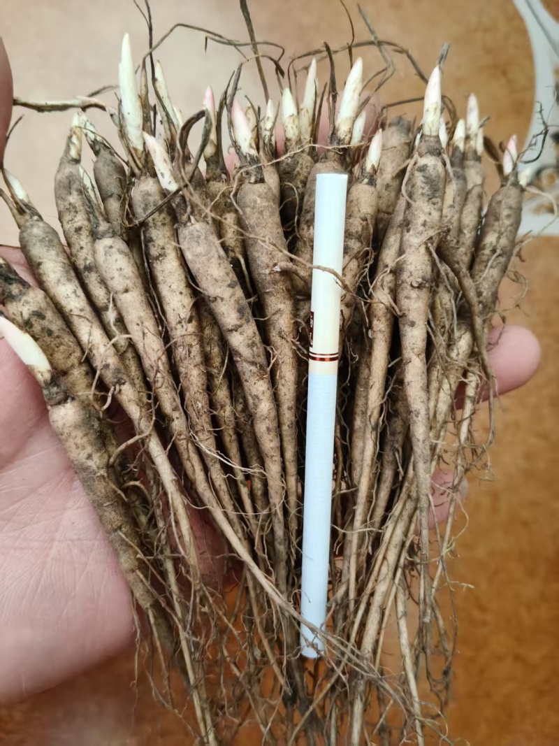 赤芍苗，白花单片，杂花，芽头，赤芍苗