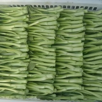 菜心产地直发，品质优诚信经营，欢迎客商来电