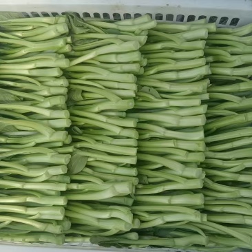 菜心产地直发，品质优诚信经营，欢迎客商来电