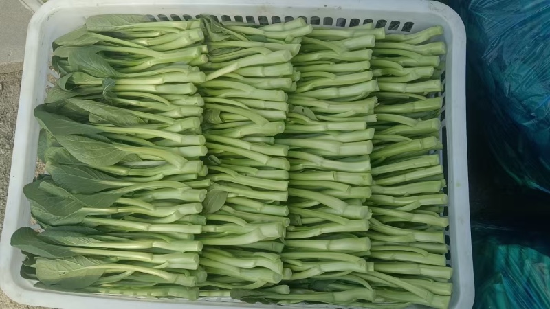 菜心产地直发，品质优诚信经营，欢迎客商来电
