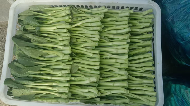 菜心产地直发，品质优诚信经营，欢迎客商来电