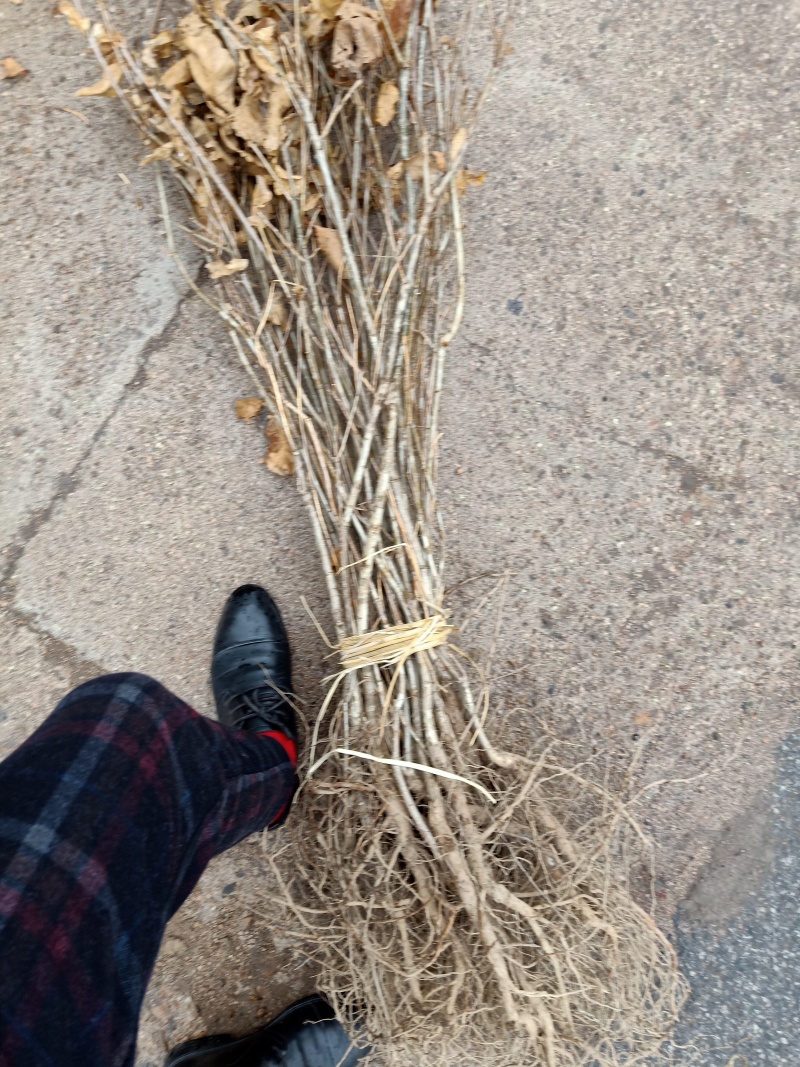 蒙古栎，辽东栎，柞树苗一年苗