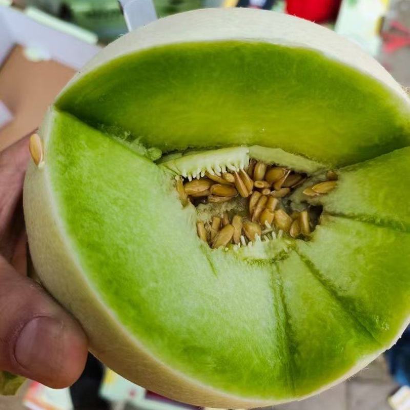 漂亮的玉菇，口感鲜甜，头匀称，大量有货。