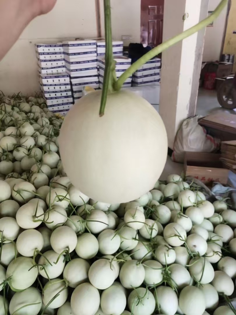 漂亮的玉菇，口感鲜甜，头匀称，大量有货。