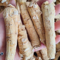 西洋参软支，原产地发货，质量优选，可大量供货