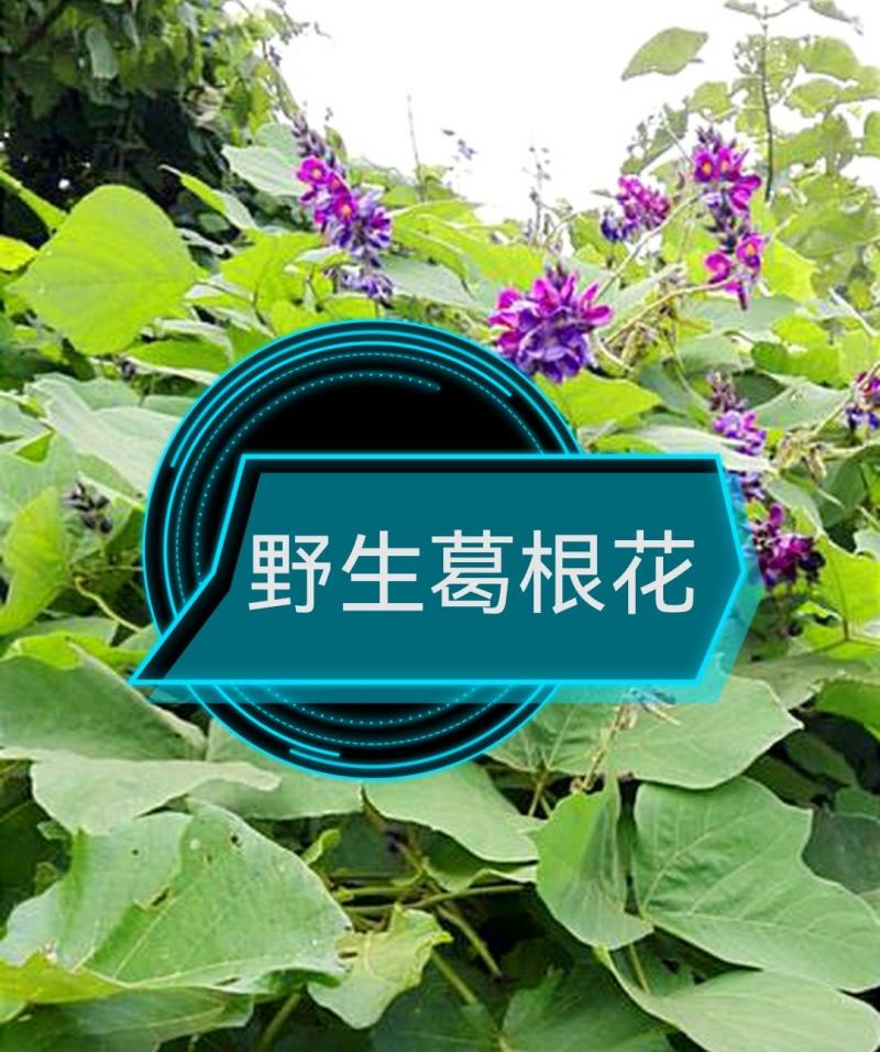 柴葛根大深山纯野生柴葛根，欢迎长期预定货