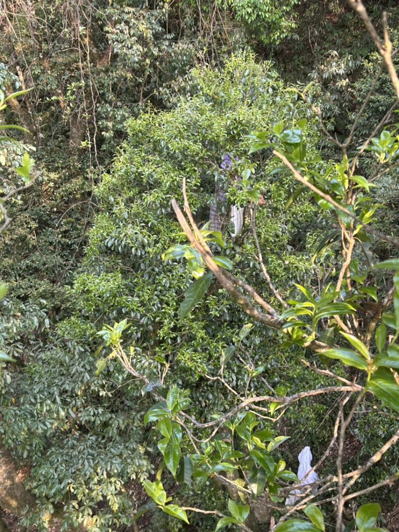 野生古树茶