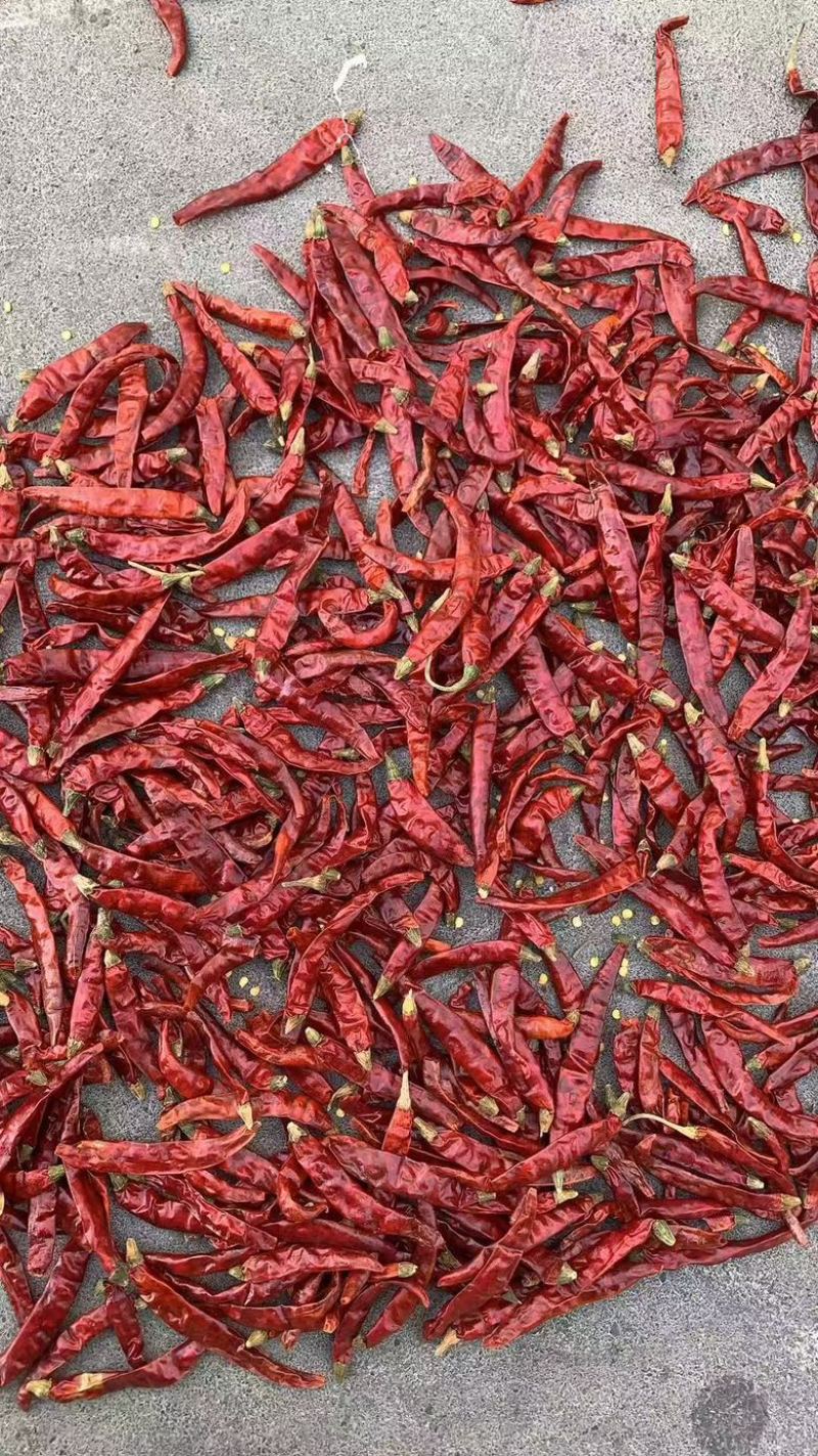 印度魔鬼辣椒，辣度充足，品质佳，规格齐全，欢迎选购