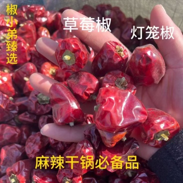精选灯笼椒，规格齐全，产品品质佳，货量丰富，欢迎咨询