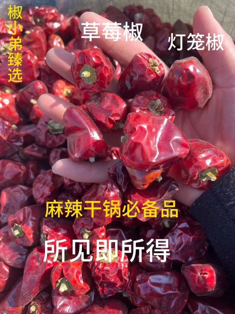 精选灯笼椒，规格齐全，产品品质佳，货量丰富，欢迎咨询