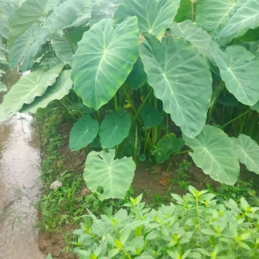 芋儿又粉又糯欢迎各位老板可以提前预定了，价格便宜