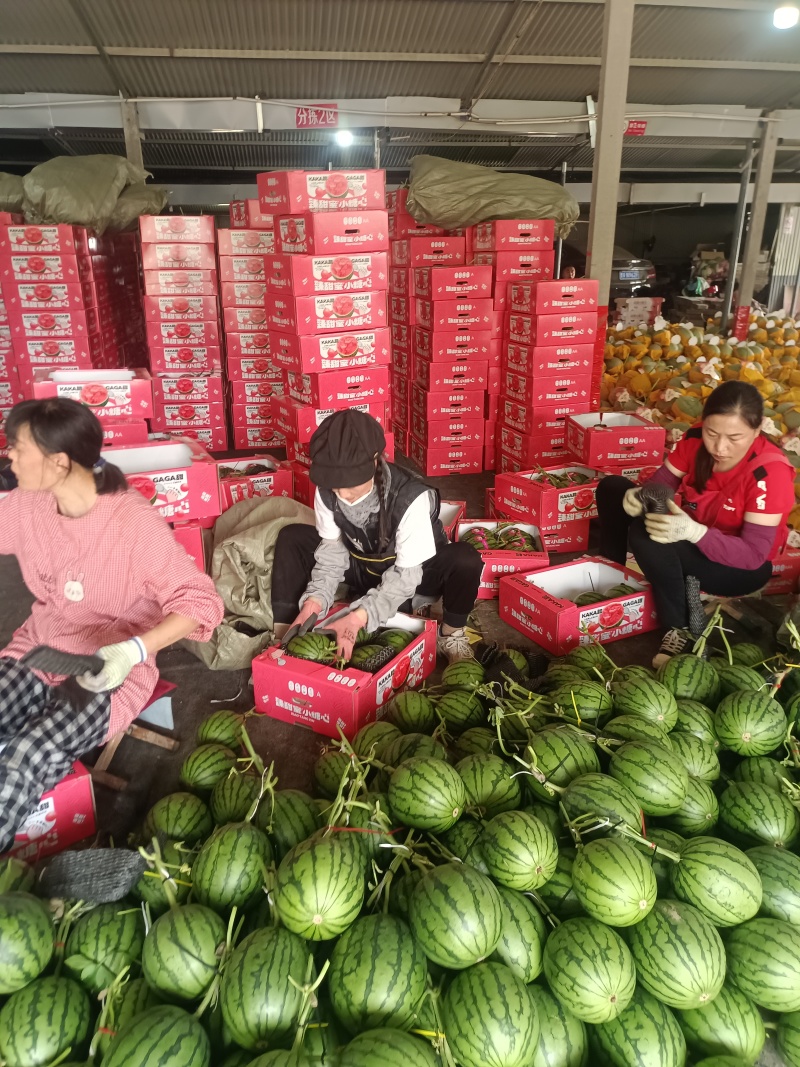 2K吊秧西瓜冰糖子小西瓜种植产地量大大棚定货皮薄糖度高，