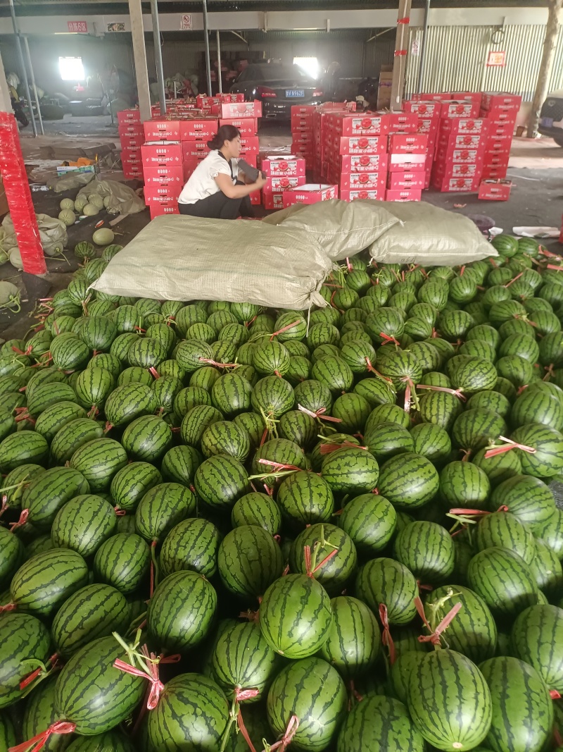 2K吊秧西瓜冰糖子小西瓜种植产地量大大棚定货皮薄糖度高，