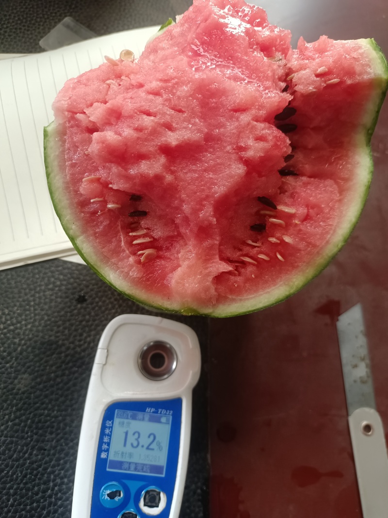 2K吊秧西瓜冰糖子小西瓜种植产地量大大棚定货皮薄糖度高，