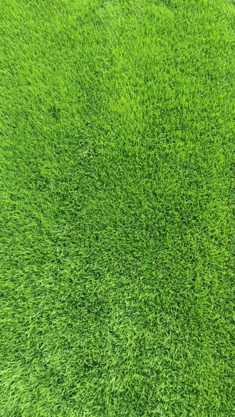 剪股颖草坪