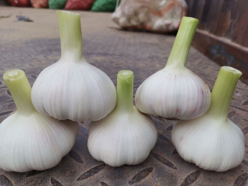 山东阳谷剥皮鲜蒜5月份大量上市，质量好，个头大