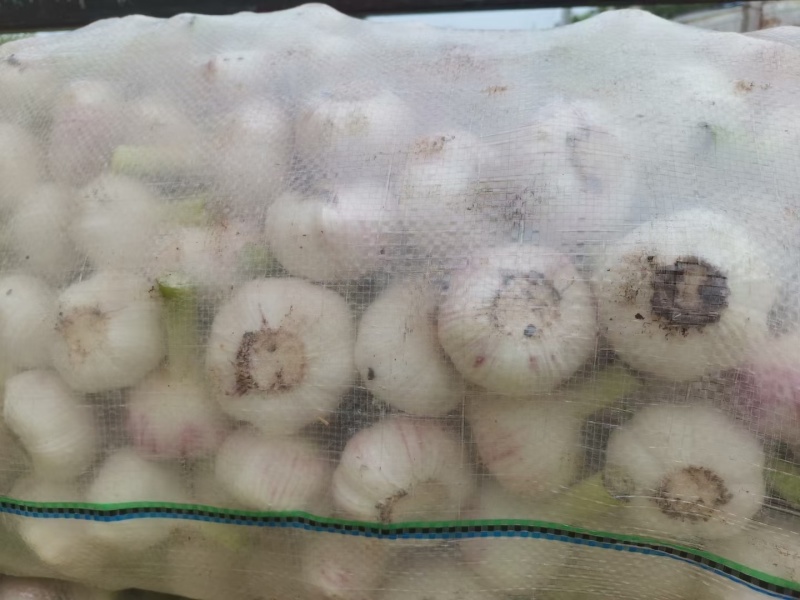 山东阳谷剥皮鲜蒜5月份大量上市，质量好，个头大