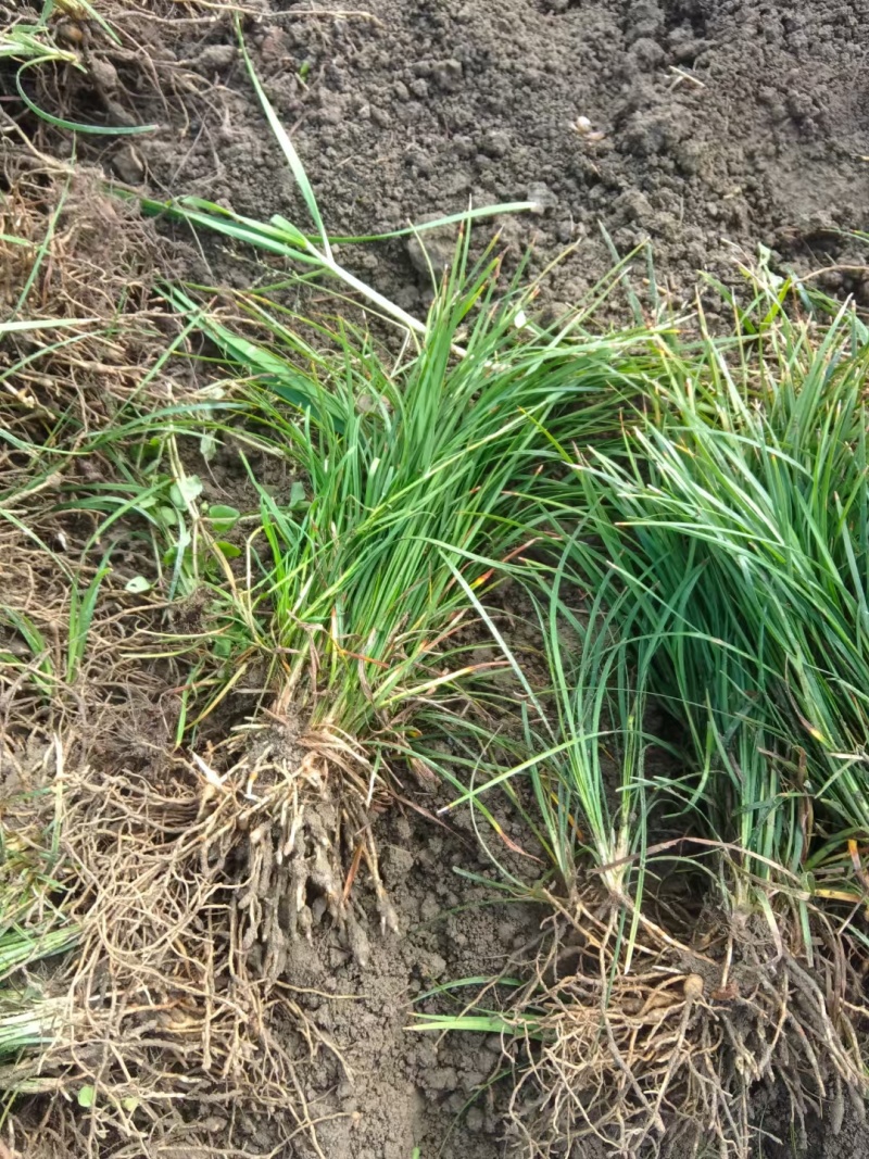 麦冬地栽苗，沙地种植，清秀，欢迎选购，量大从优