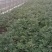 骨髓补