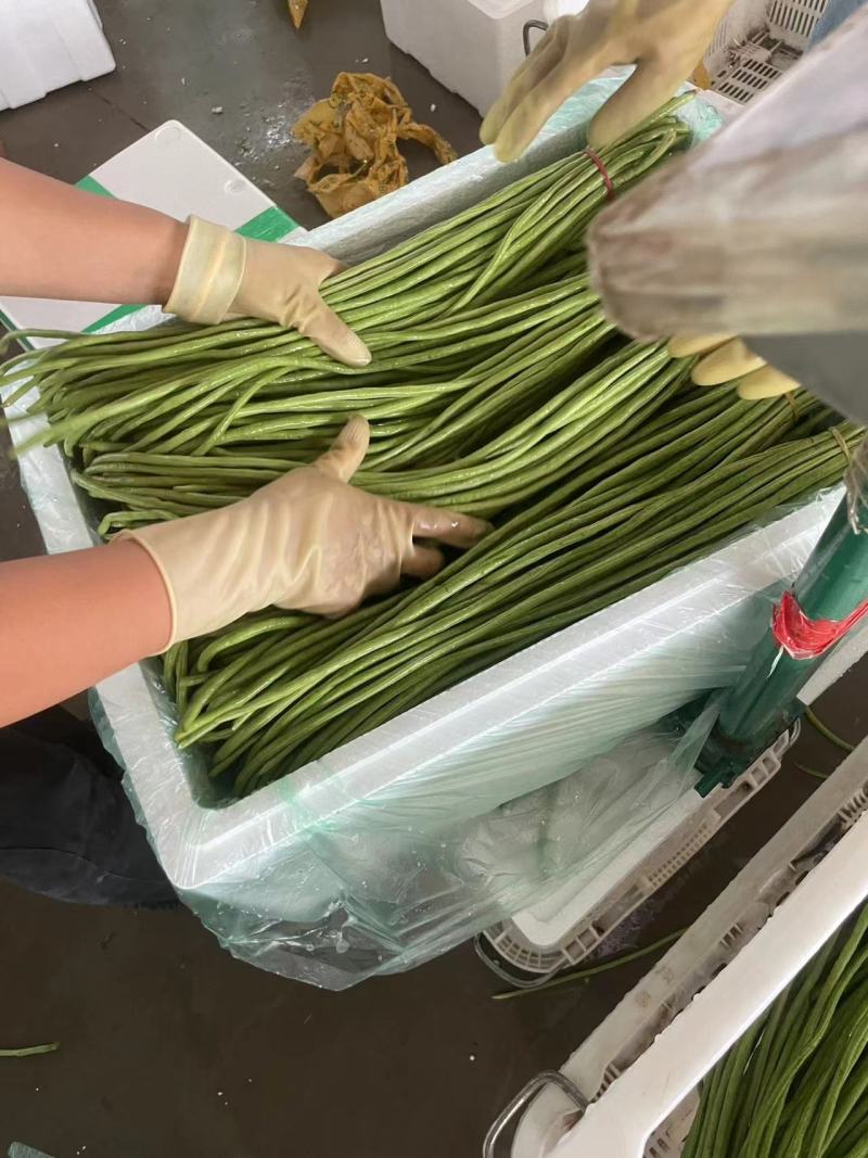 云南精品长豆角，一手货源价格美丽，支持视频看货