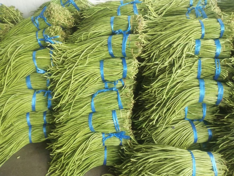 云南精品长豆角，一手货源价格美丽，支持视频看货