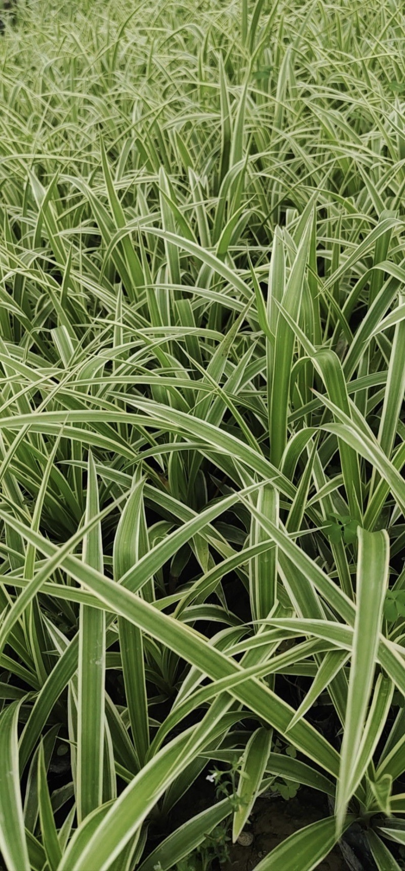 精品金边吊兰容器苗，各种规格，基地常年直销，量大从优