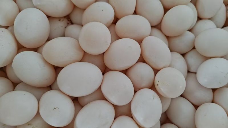 河北精品鸽子蛋批发