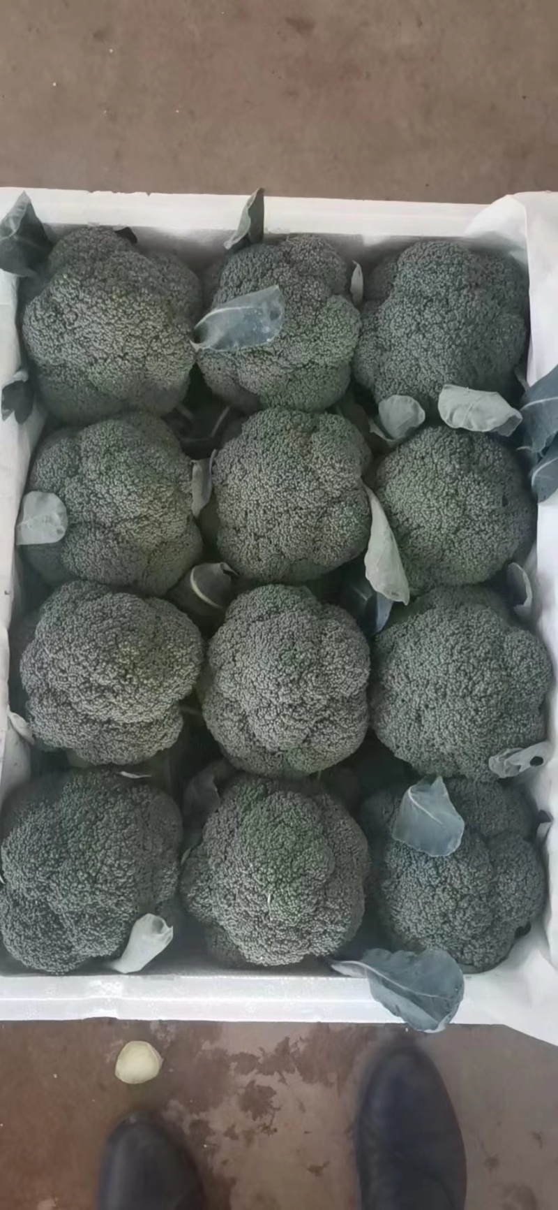 精品西蓝花，一手货源，量大从优，价格美丽