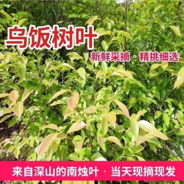 野生乌饭叶。南烛叶。上午采下午发。打冷发货新鲜看的件