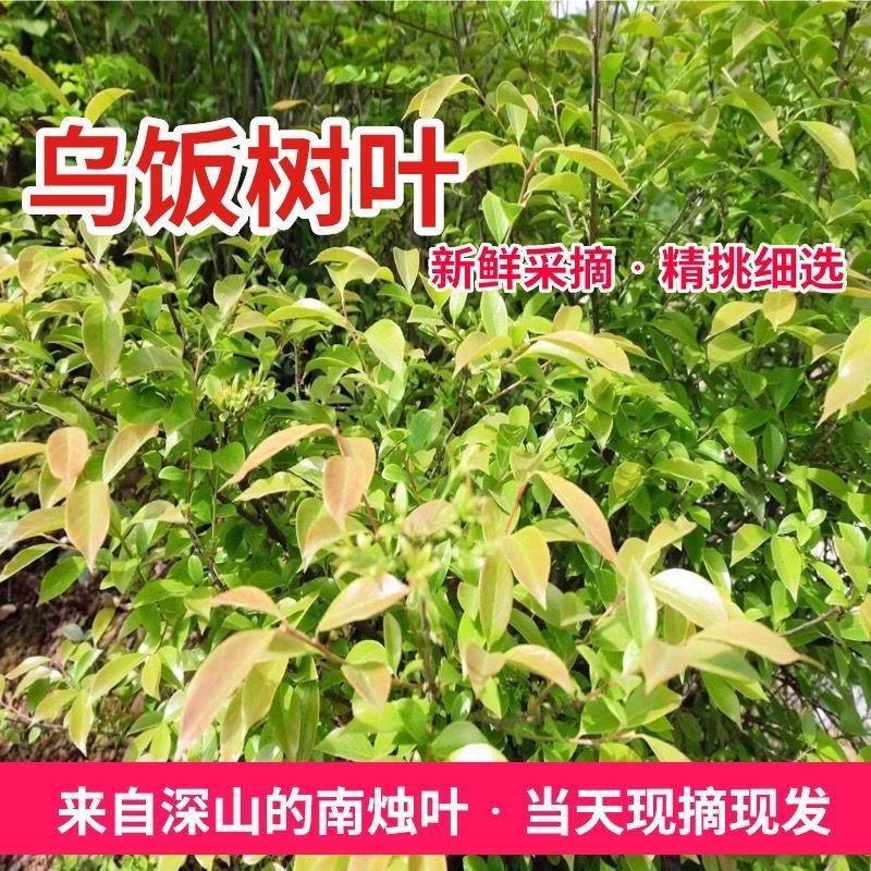 野生乌饭叶。南烛叶。上午采下午发。打冷发货新鲜看的件