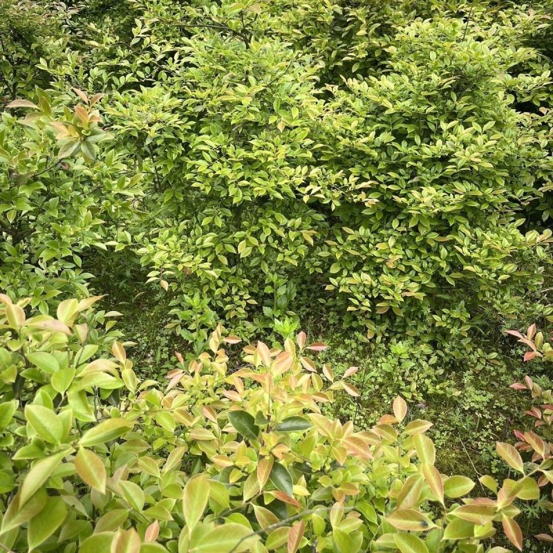 野生乌饭叶。南烛叶。上午采下午发。打冷发货新鲜看的件