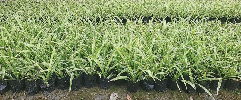 精品金边吊兰容器苗，各种规格，基地常年直销，量大从优