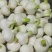 山东阳谷剥皮鲜蒜5月份大量上市，质量好，个头大