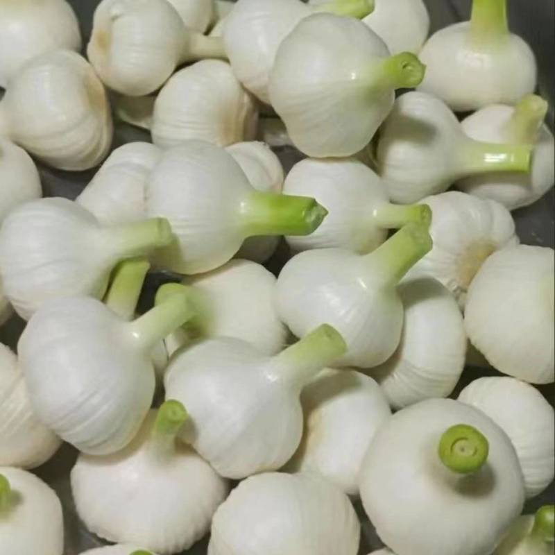 山东阳谷剥皮鲜蒜5月份大量上市，质量好，个头大