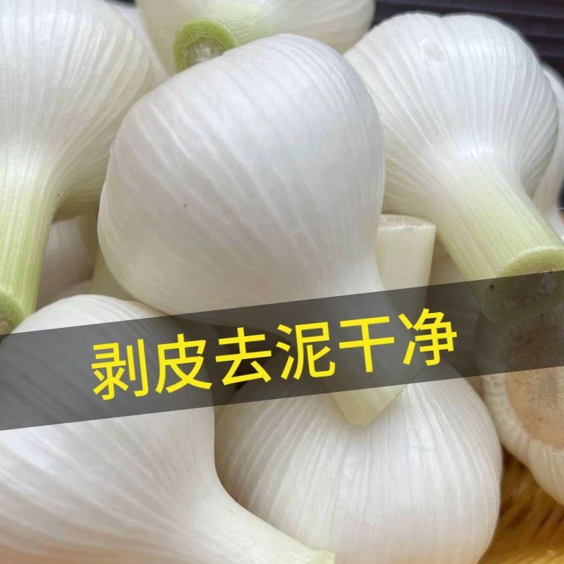 山东阳谷剥皮鲜蒜5月份大量上市，质量好，个头大