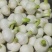 山东阳谷剥皮鲜蒜5月份大量上市，质量好，个头大