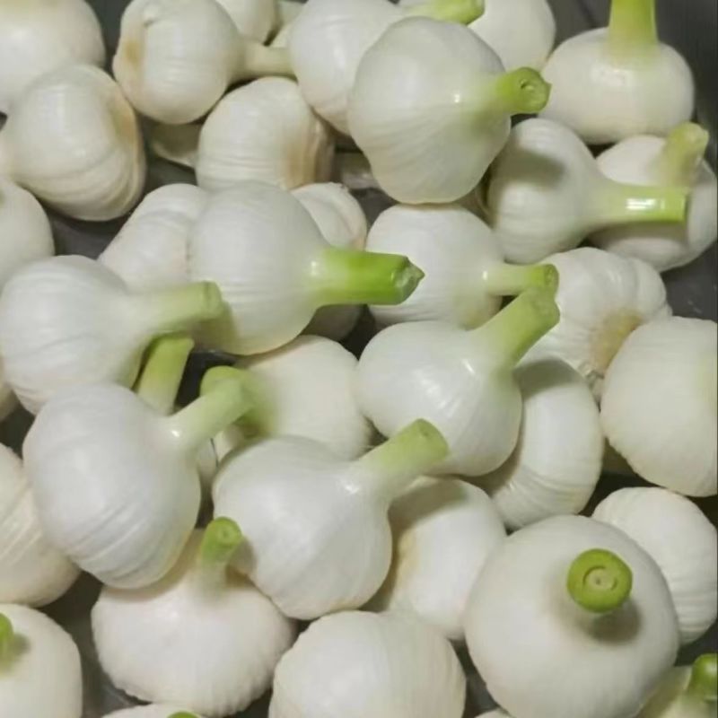 山东阳谷剥皮鲜蒜5月份大量上市，质量好，个头大