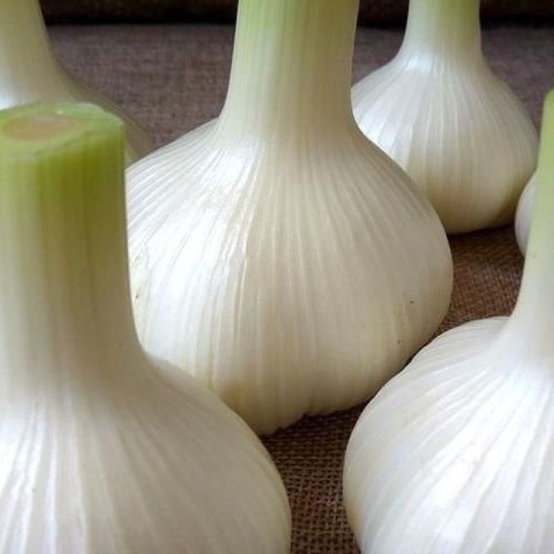 山东阳谷剥皮鲜蒜5月份大量上市，质量好，个头大