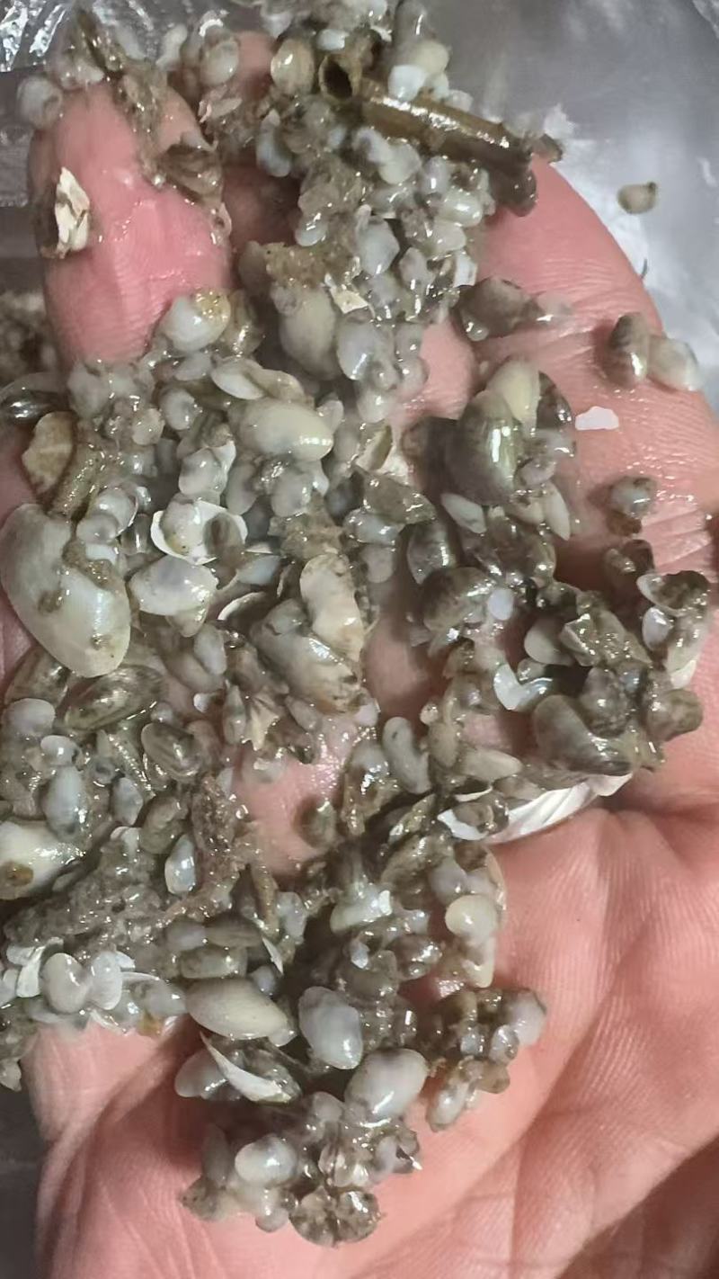 海瓜子苗，纯正赣榆滩涂苗种一万斤起卖