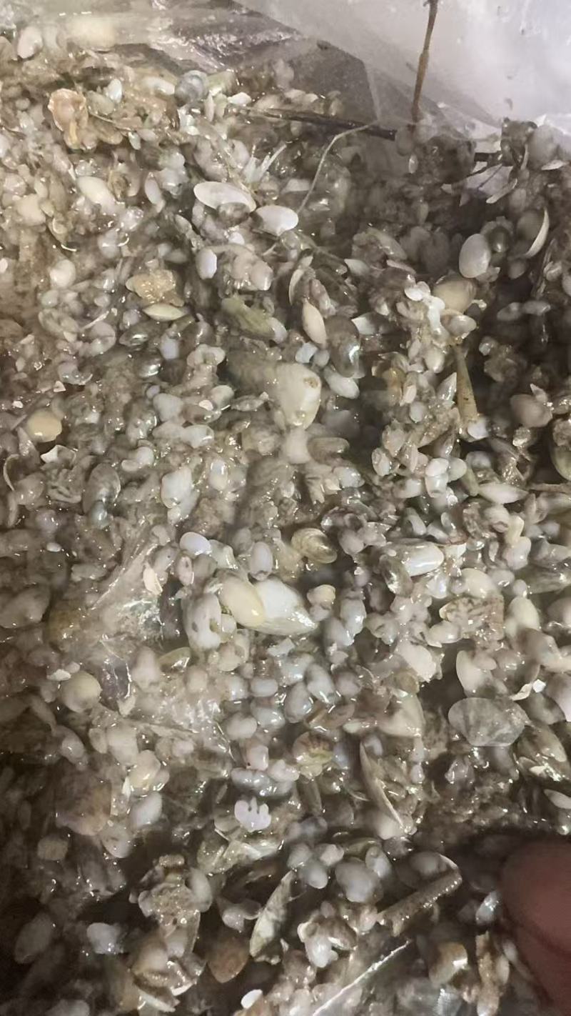 海瓜子苗，纯正赣榆滩涂苗种一万斤起卖