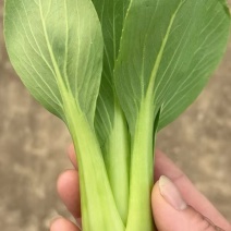 油菜